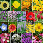 Sementes de Flor - Flores Sortidas: 300 Sementes